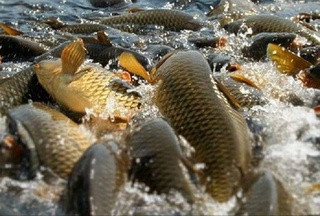 В Узбекистане для реализации рыбоводческих проектов будет предоставляться беззалоговый кредит