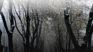 Oʻzbekistonda 250 milliondan ortiq daraxtlarning koordinatalari aniqlanib, raqamli xaritasi yaratildi