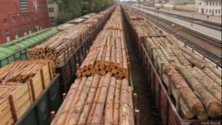 Yogʻoch importi hajmi kamaytiriladi