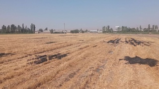 Ohangaronda inspektorga tan jarohati yetkazgan shaxsga nisbatan jinoyat ishi qo‘zg‘atildi