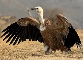 Самарқанд вилоятида оқ бошли қумой табиатга қўйиб юборилди