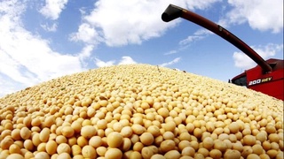 Начался сбор урожая сои