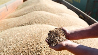 Qozogʻiston Oʻzbekistonga kungaboqar yogʻi va bugʻdoy yetkazib berishni koʻpaytirdi