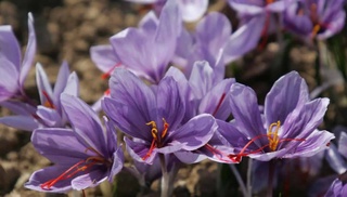 Чин дарҳоро барои воридоти заъфарони Ӯзбекистонро боз кард