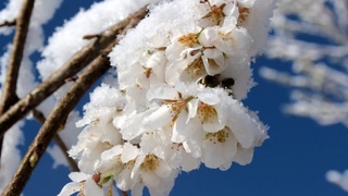 Для поддержки сельхозпроизводителей в период весенних заморозков созданы оперативные группы