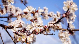 Узгидромет: ожидаемые морозы скажутся на урожае плодовых культур