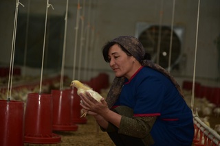 Паррандачилик – сердаромад соҳа