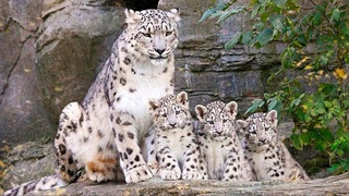 In Uzbekistan, 1 billion soums will be fined for the destruction of one snow leopard