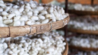 Успехи туракурганских шелководов