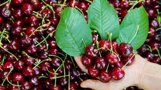 Из Ферганы в Южную Корею экспортировано 52 тонны черешни