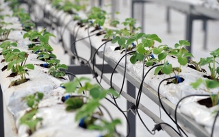 Fargʻonada qishda ham qulupnay yetishtirilmoqda