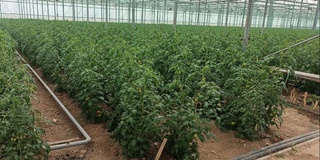 Мақсет - экологиялық таза технологиялар есабынан атмосфера тазалығын тәмийинлеў