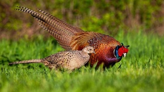 Қорақалпоғистонда қирғовулларни овлаш тақиқланди