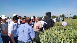 В Кашкадарье провели полевой семинар по апробации семенных посевов зерновых колосовых культур