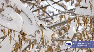 Dam olish kunlari anomal sovuq asta-sekin chekina boshlaydi