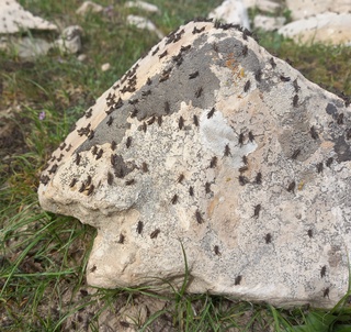 O'zbekistonda chigirtkalarga qarshi kurashda zamonaviy GIS texnologiyalari qo'llanmoqda