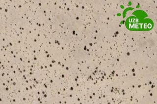 Orol dengizi qurigan tubida ekilgan saksovullar kosmosdan koʻrina boshladi