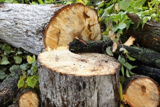 Космический мониторинг поможет Узбекистану бороться с незаконной вырубкой деревьев