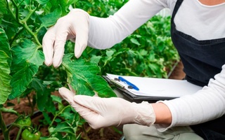 Өсімдіктер карантині және  қорғау агенттігі құрылды