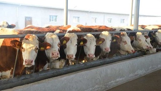 Животноводческая отрасль: обеспечивая потребности населения