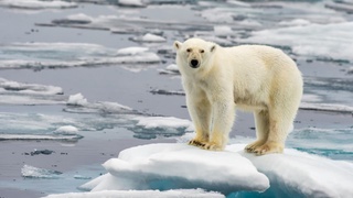 Avian flu detected in polar bear in Alaska