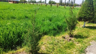 При строительстве новой ТЭС в Кибрае высажены более трех тысяч саженцев