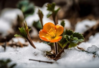 Антарктидада ҳаво ҳароратининг кўтарилиши оқибатида гул кўкарди