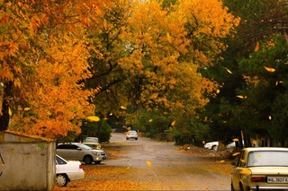 Hafta boshida qanday ob-havo kuzatilishi maʼlum boʻldi
