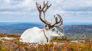Finlar hayvonlar huquqlarini mamlakat Konstitutsiyasida mustahkamlab qo'yishni taklif qilishdi