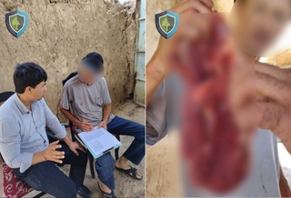 Toshkent viloyatida fuqaro yovvoyi toʻngʻizni ovlab, terisidan ajratdi