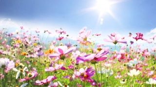 Апта соңына қарай Өзбекстанда ауа температурасы +37 градусқа дейін көтеріледі