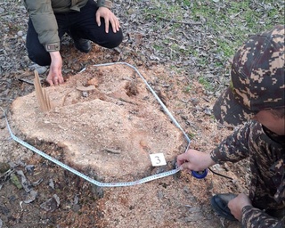 Тошкент вилоятида 4 туп шум тол дарахти кесиб кетилди