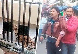 Ҳиндистонда қоплон суд биносига кириб, йиғилиш иштирокчиларига хужум қилди