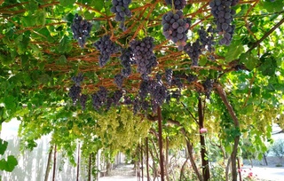 Миллий бренд яратиш бўйича 110 та товар белгилари ва маҳсулот номлари патентланди