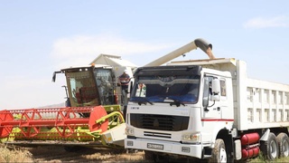Аграрии Кызылтепинского района первыми в Навоийской области выполнили обязательства по заготовке зерна колосовых
