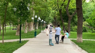 Работы по озеленению общей площади Ташкента будут выполнены на 30 процентов к 2023 году