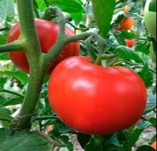 Qon bosimi oshganda yana bir tavsiya