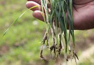 Наманганда уруғлик буғдой тайёрлаш ишлари таҳлил қилинди