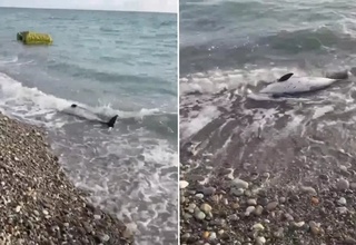 Краснодар ўлкасида бир ҳафта ичида юздан ортиқ дельфин нобуд бўлди