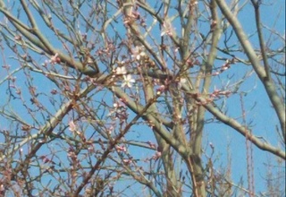 2024 йилнинг Январь ойи энг илиқ ойларидан бири бўлди