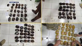 В Узбекистане пресекли контрабандный ввоз более 100 кг наркотиков из Таджикистана