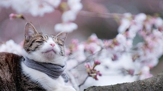 Резкое похолодание и снег ожидает узбекистанцев