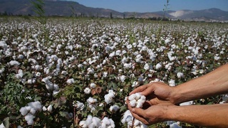 О подготовке и проведении хлопкоуборочной кампании в Узбекистане