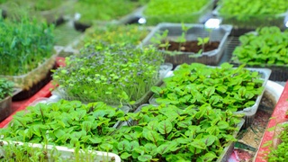 Koʻp qavatli uy yertoʻlasida mikroorganik oʻsimliklar yetishtirilmoqda