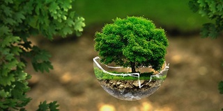 Ўзбекистонда зарарли организмлардан холи ҳудудлар белгиланади