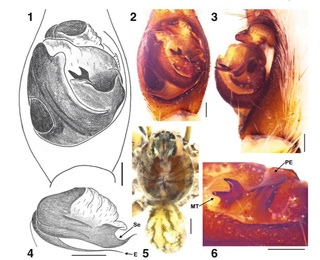 В Узбекистане обнаружен новый для науки вид паука