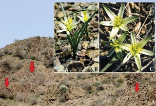 A new plant species, Gagea khassanovii, has been discovered in the Ferghana Valley