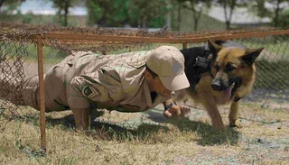 To'rt oyoqli qo'riqchilar