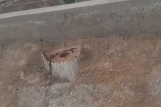 1 дона қуриган ўрикнинг рухсатсиз кесилиши жаримага сабаб бўлди