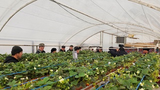 Чустлик тадбиркор уйи томида қулупнай етиштирмоқда